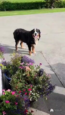 Ted, the Bernese Mountain Dog for stud in Leitrim - Video
