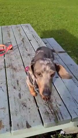 IKC Registered Blue Dapple miniature Dachshund for stud in Limerick - Video