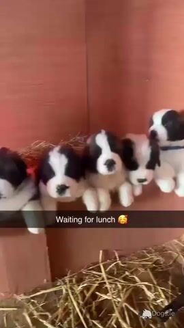 IKC Registered Rocky the St. Bernard 🥊🔥 in Tipperary - Video