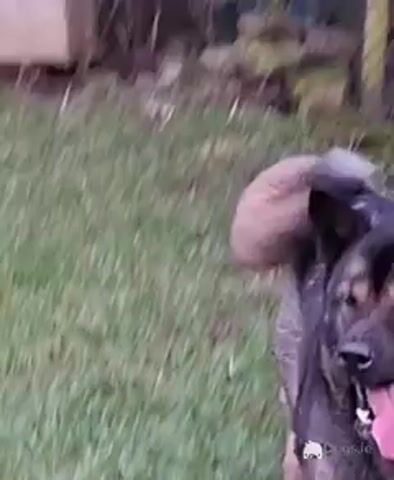 Akitas in Galway - Video