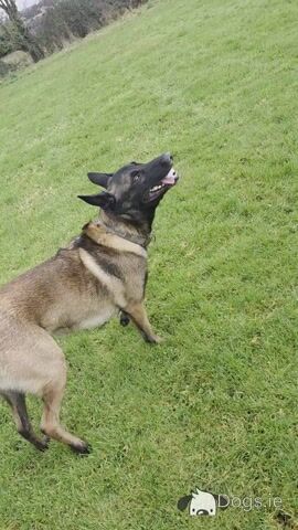 Proven IKC Registered Belgian Malinois for stud - Video