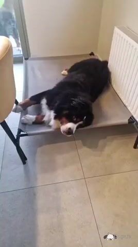 IKC Registered Bernese Mountain Dog, Teddy - in Kerry for stud - Video