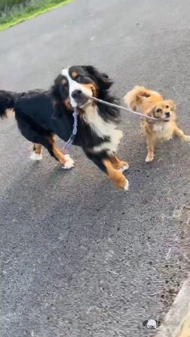 Bruno the Bernese Mountain Dog in Sligo - Video