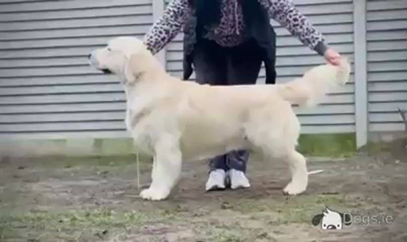 IKC Registered Golden Retriever Stud Dog in Galway - Video