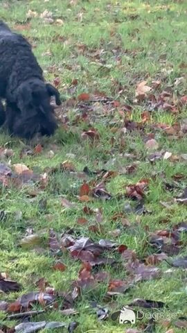 Friendly IKC Registered Kerry Blue Terrier for stud in Laois - Video