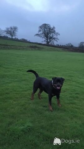 Riccardo the Rottweiler in Carlow - Video