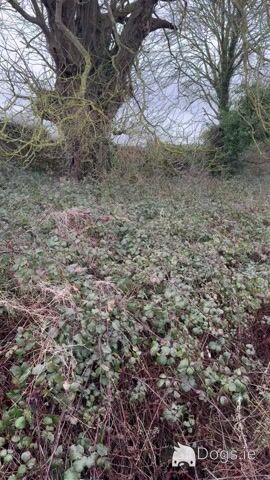 Working Springer Spaniel in Tipperary for stud, KC Registered - Video