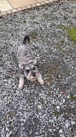 Miniature Schnauzer for stud in Galway - Video