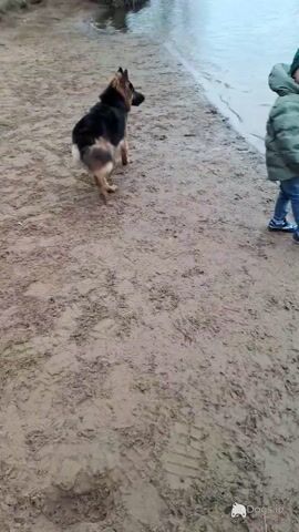 Proven German Shepherd stud in Limerick - Video